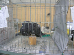 XIV Concurso Exposición de Palomas de Raza en Mula 2024